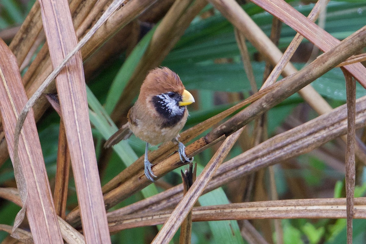 Black-breasted Parrotbill - ML163198291