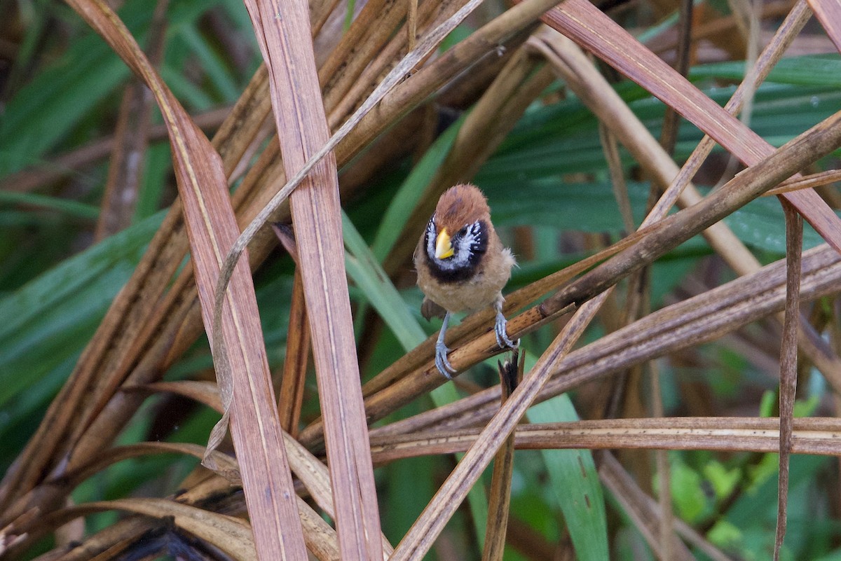 Black-breasted Parrotbill - ML163198301