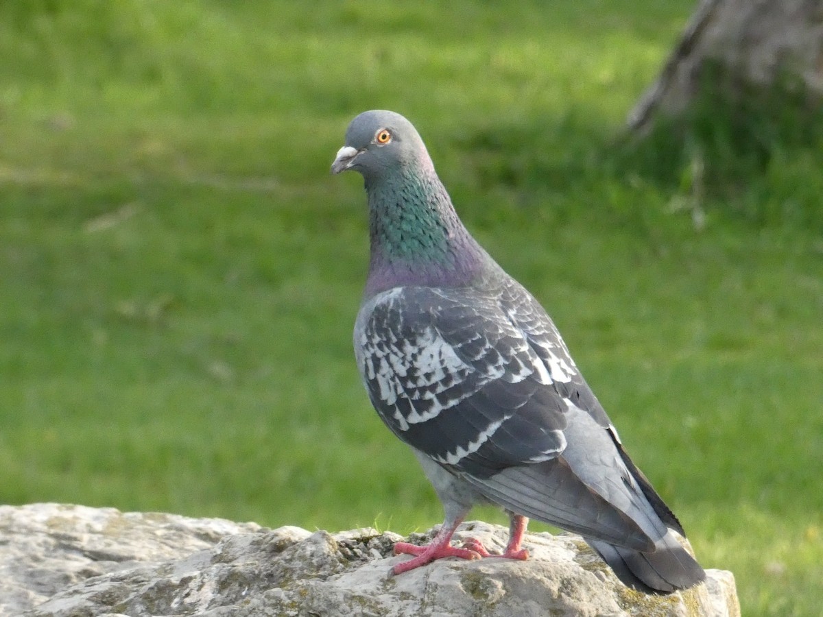 Rock Pigeon (Feral Pigeon) - ML163198491