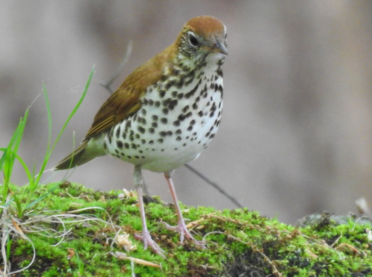 Wood Thrush - Brian Carruthers