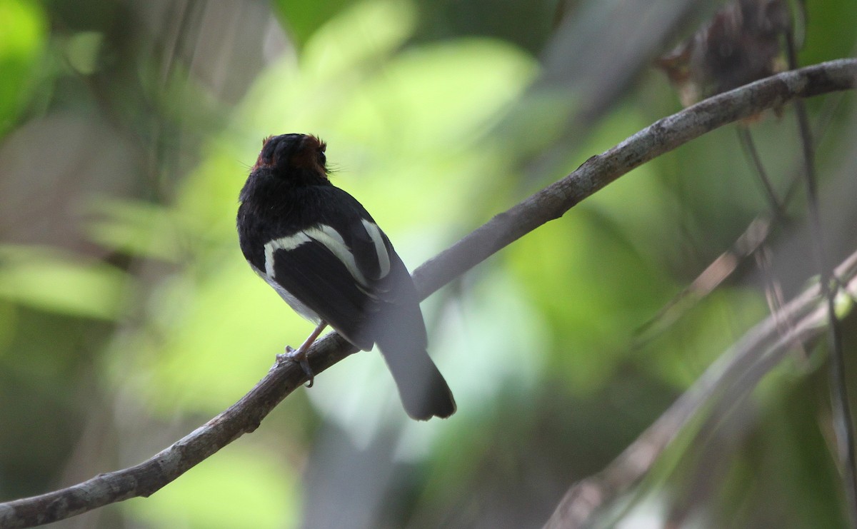 Black-chested Tyrant - ML163204211