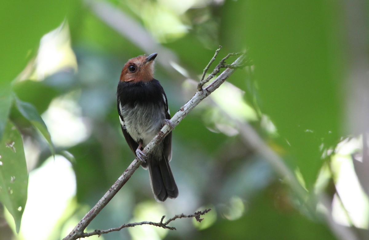 Black-chested Tyrant - ML163204251