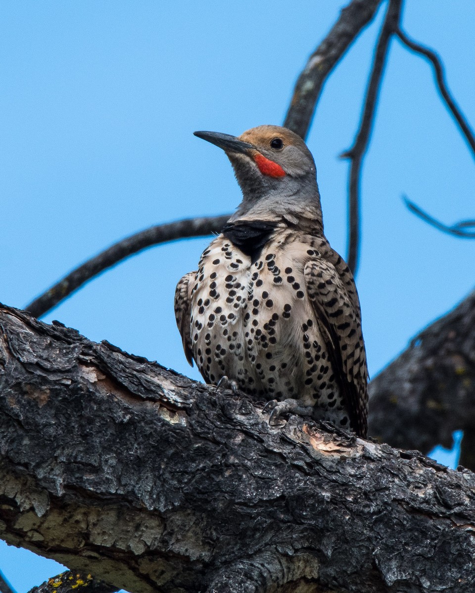 Northern Flicker (Red-shafted) - ML163205371
