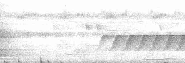 Beyaz Belli Şama [malabaricus grubu] - ML163206