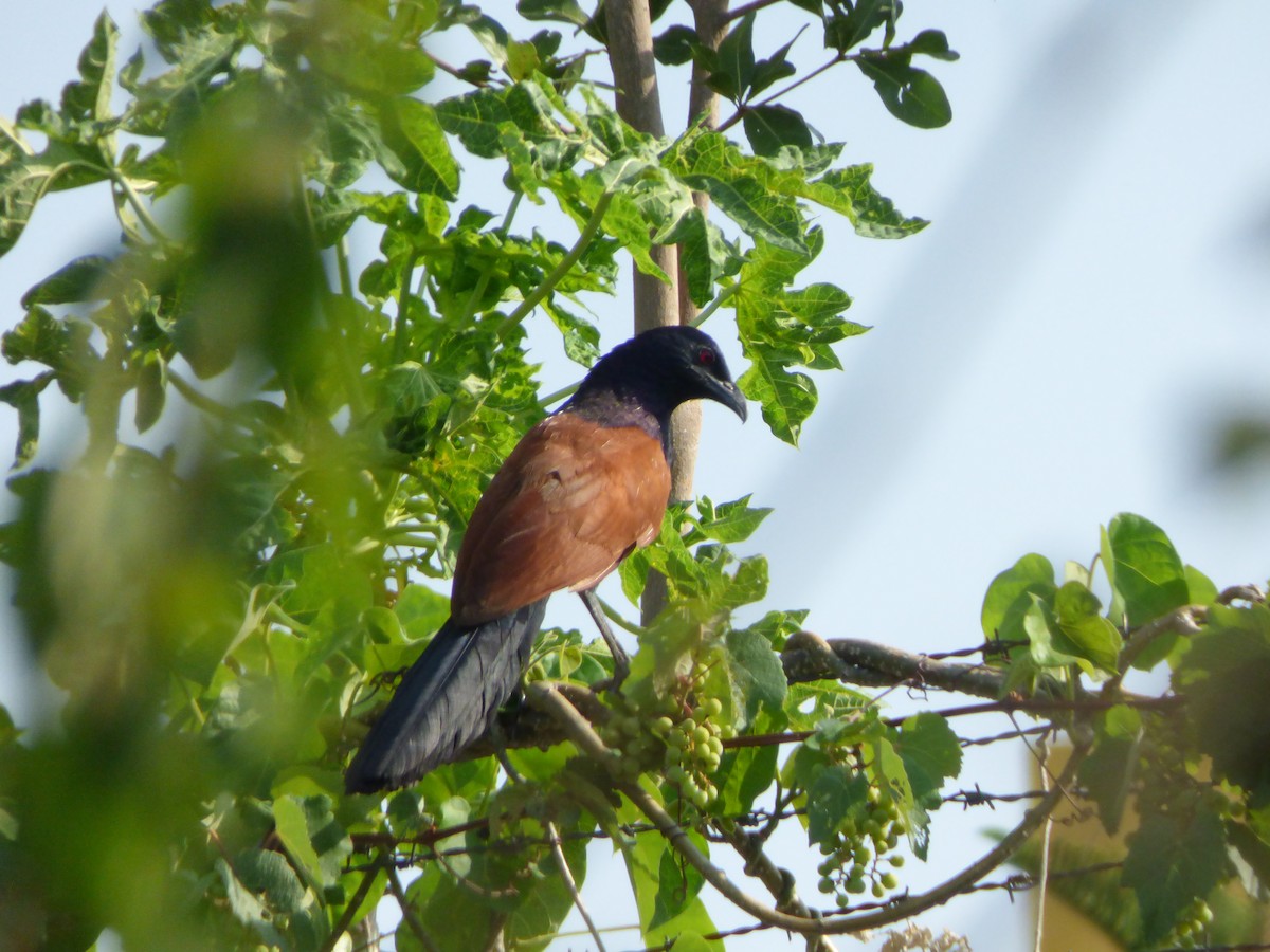 Greater Coucal - Harish Dobhal