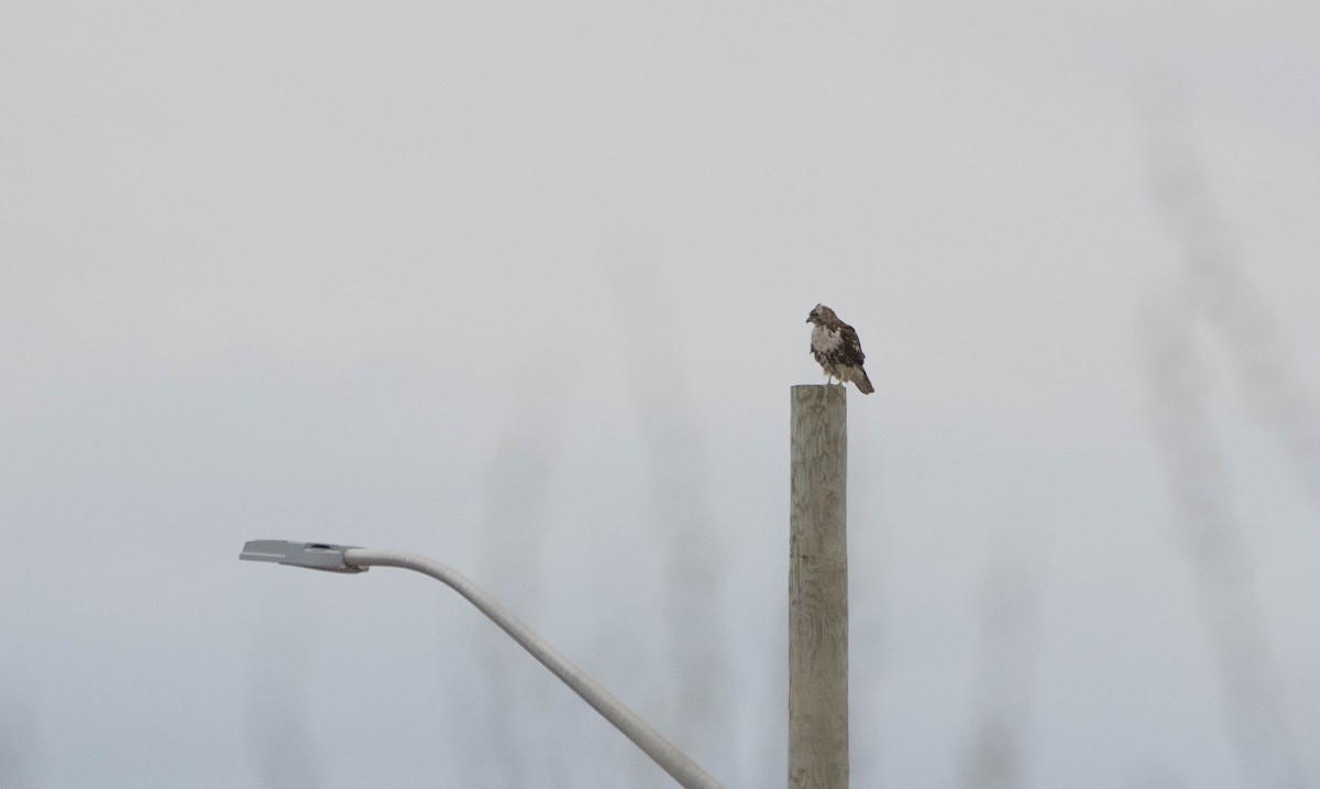 Red-tailed Hawk - ML163210231