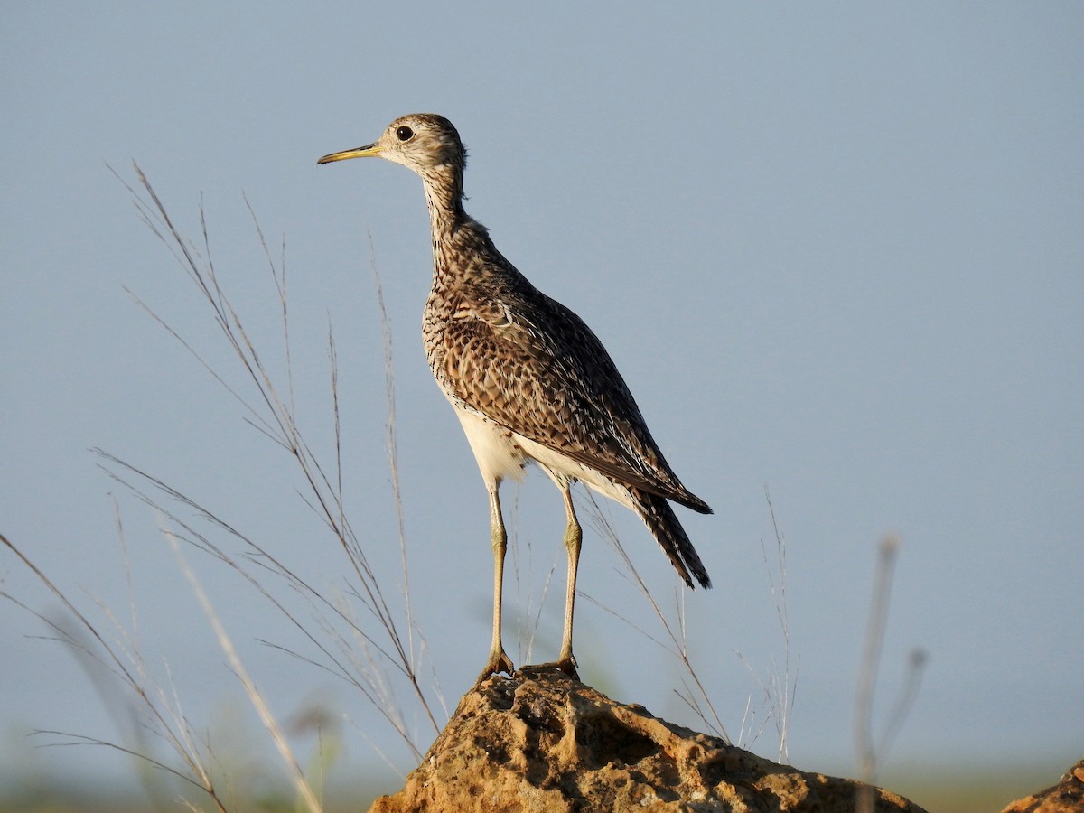 Upland Sandpiper - Joey Magerl