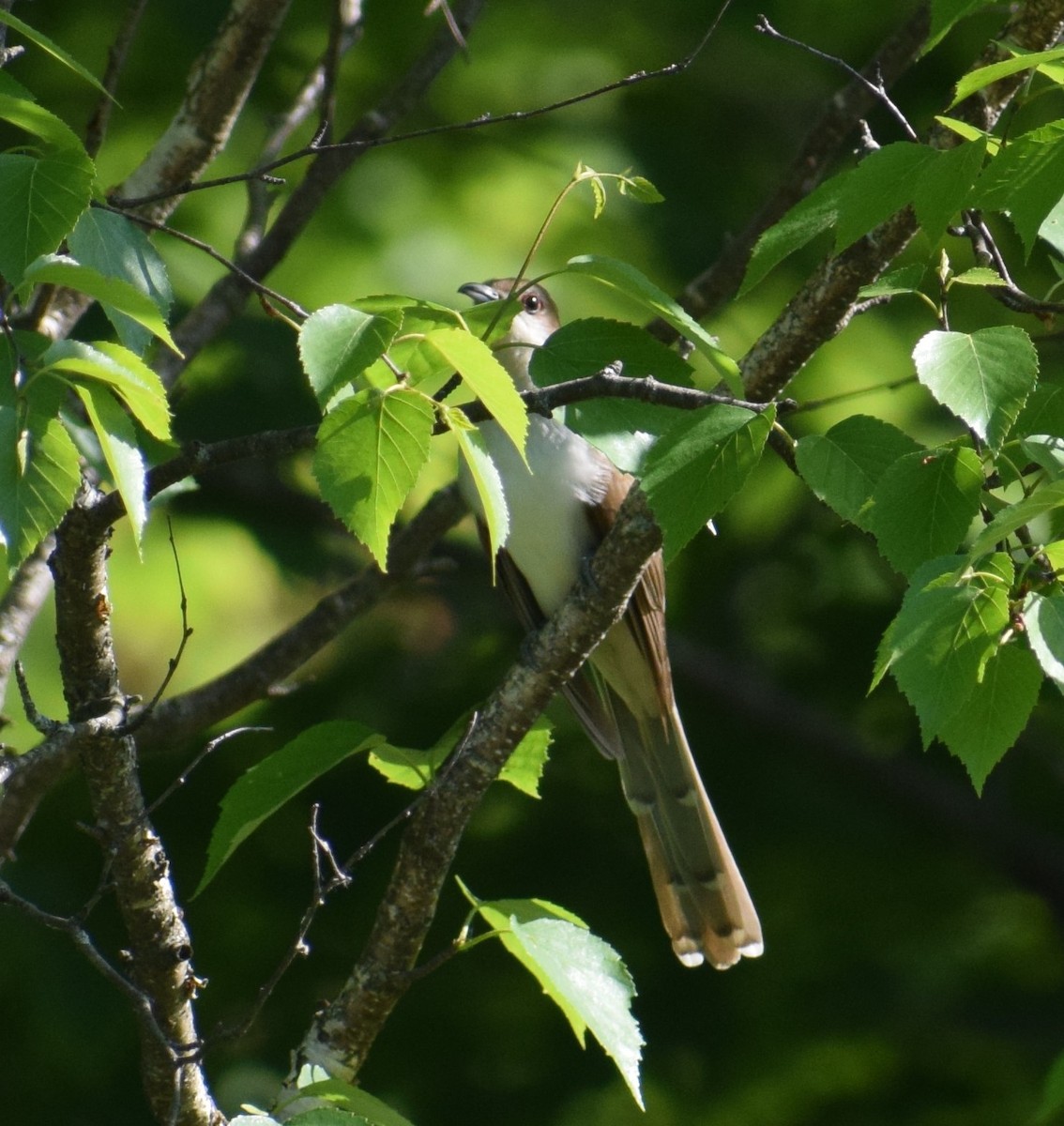 Wisconsin Breeding Bird Atlas Checklist 7 Jun 2019 Kathy And Erics Yard 46 Species 0584