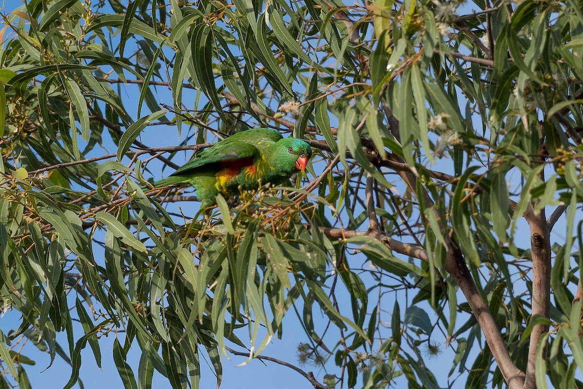 Scaly-breasted Lorikeet - Terence Alexander