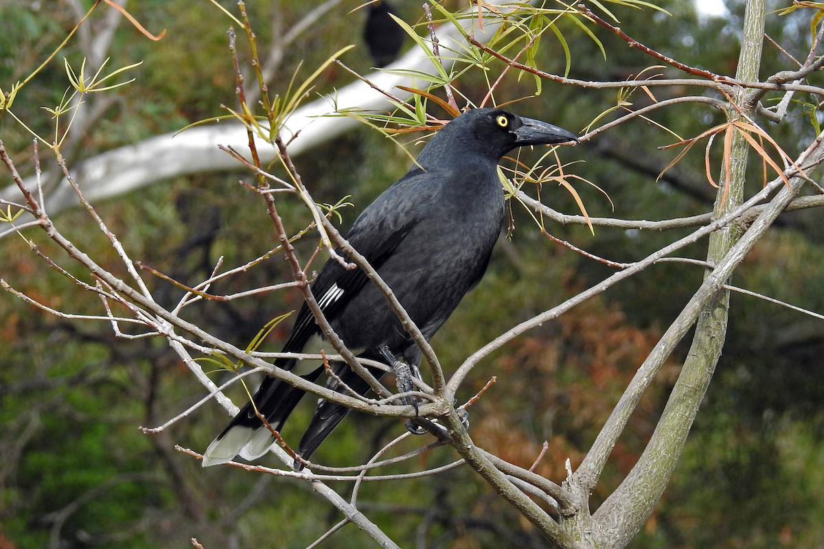 Pied Currawong - ML163218311