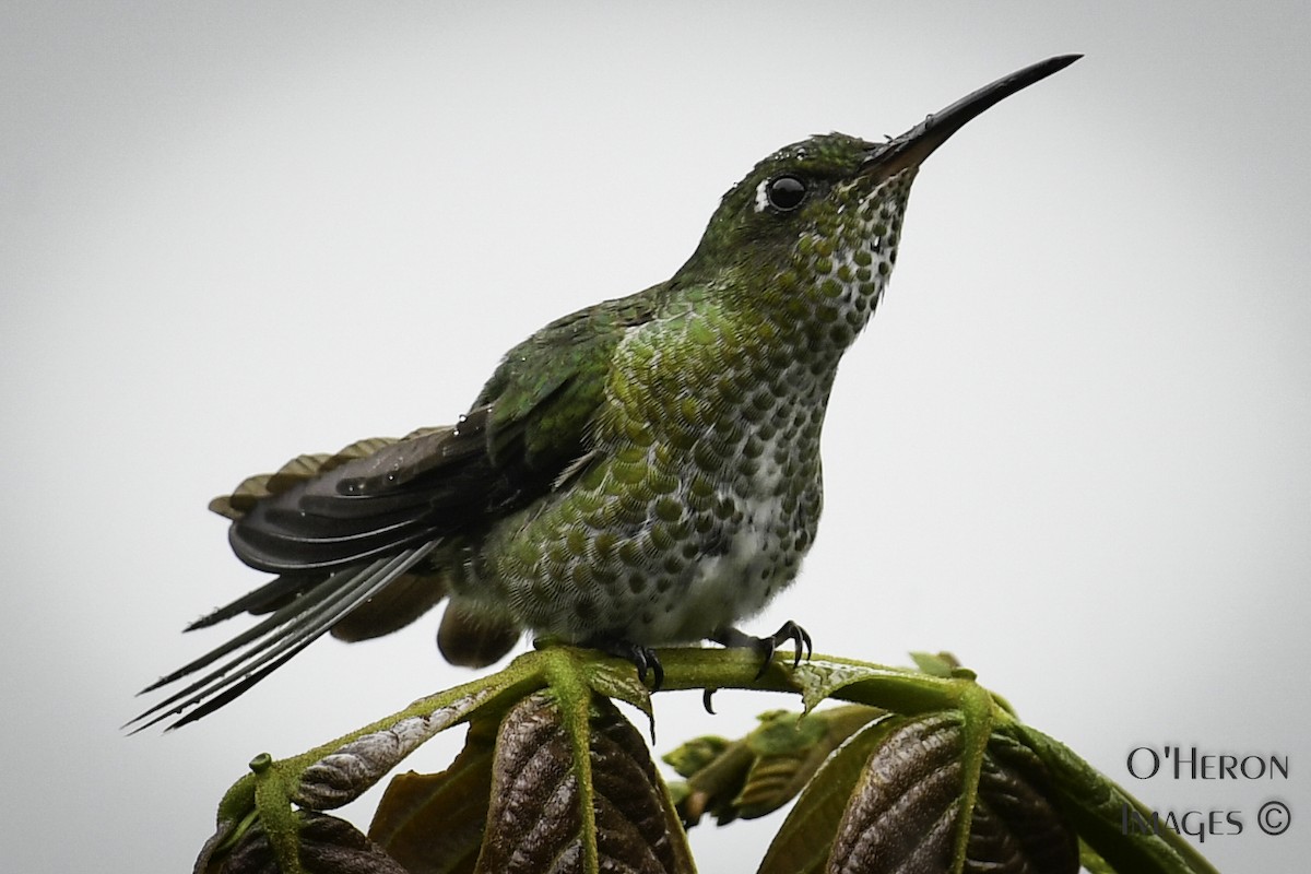 Many-spotted Hummingbird - ML163218951
