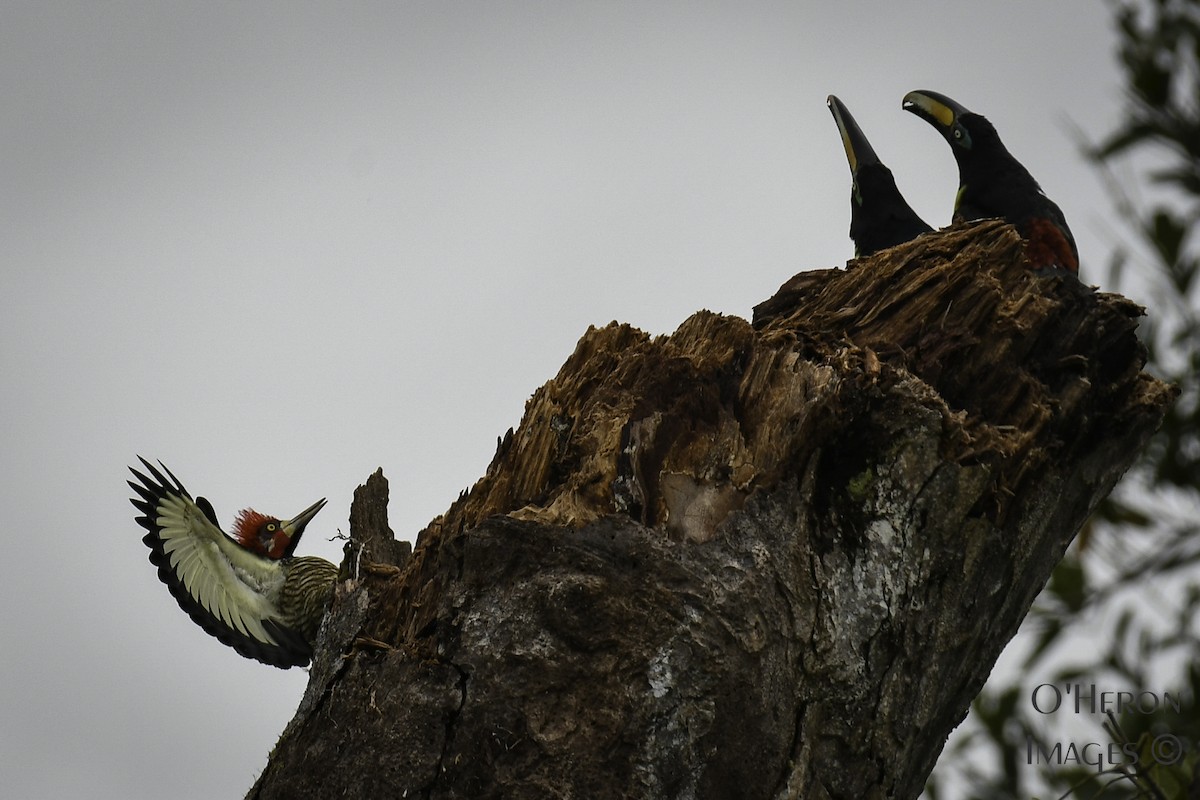 Crimson-crested Woodpecker - Alan OHeron