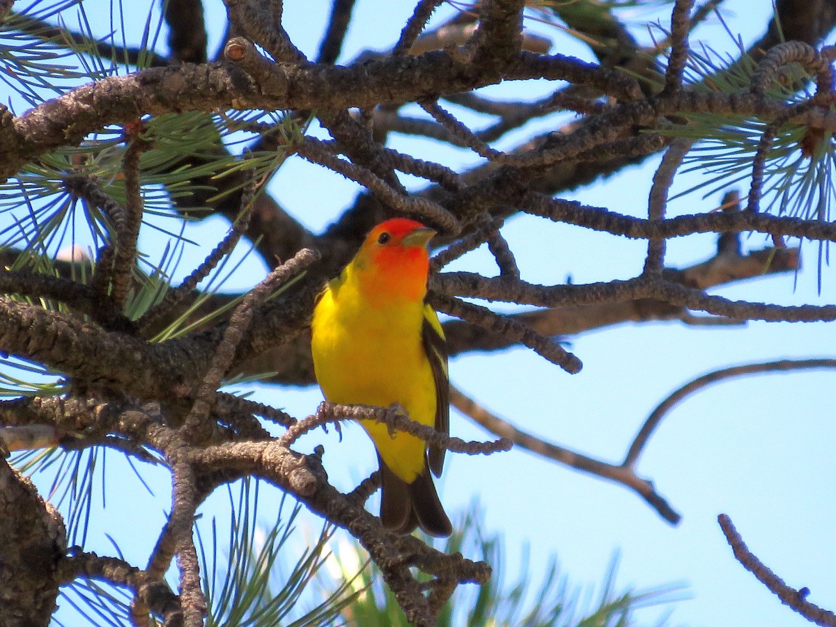 Western Tanager - ML163226231
