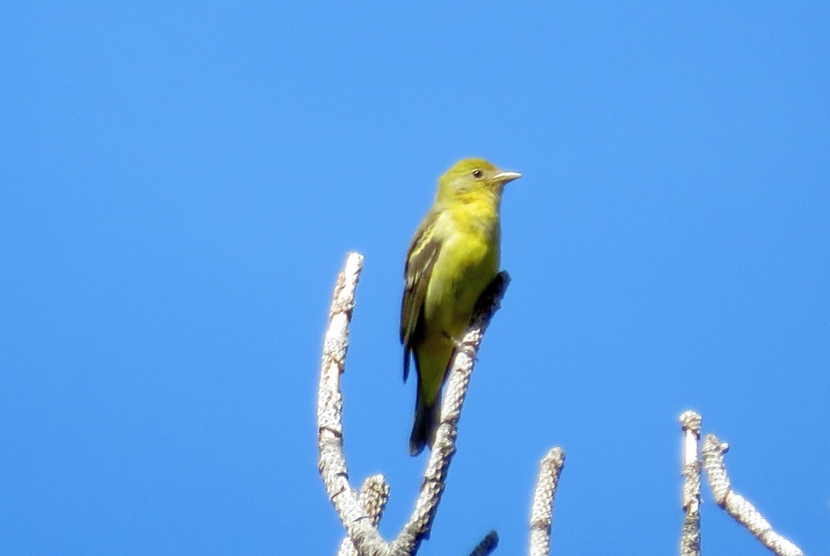 Western Tanager - ML163226241