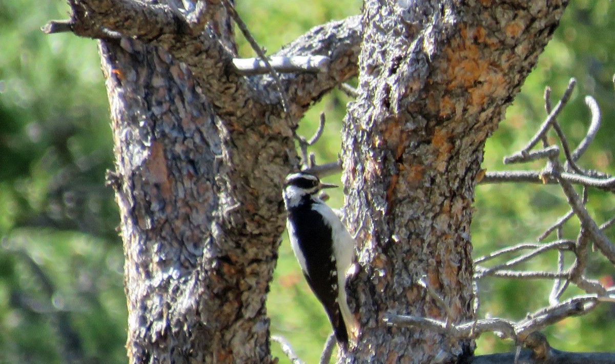 Hairy Woodpecker (Rocky Mts.) - ML163226251