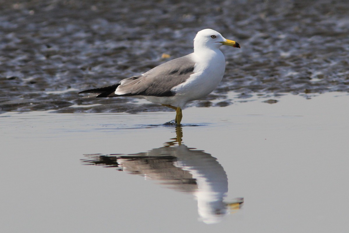 Black-tailed Gull - Richard Dunn