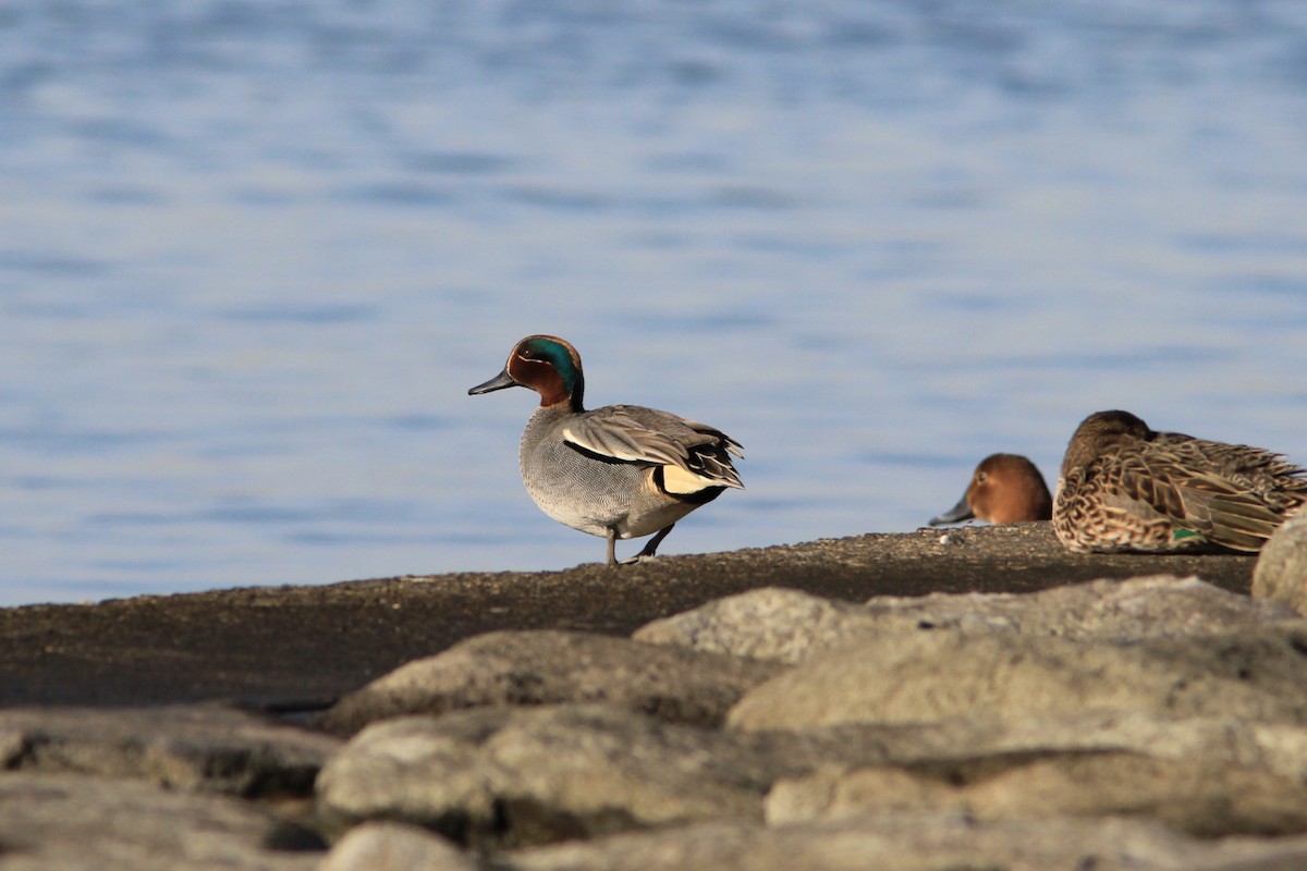 Green-winged Teal - ML163228051