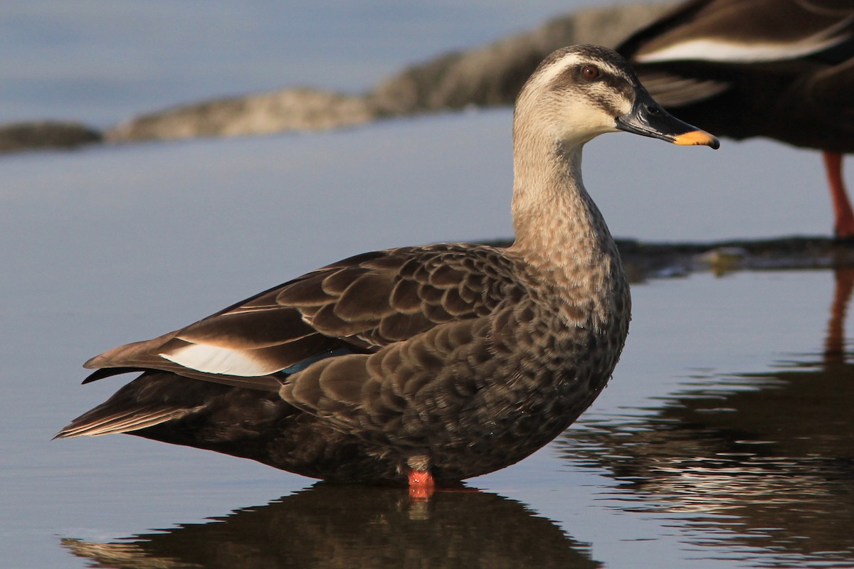 Eastern Spot-billed Duck - Richard Dunn