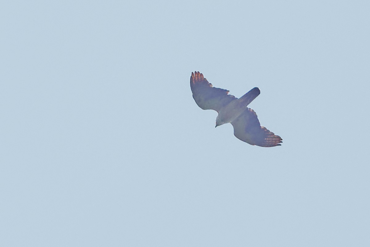 Rufous-bellied Eagle - ML163228861