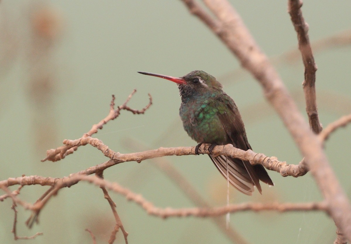 Broad-billed Hummingbird - ML163229871