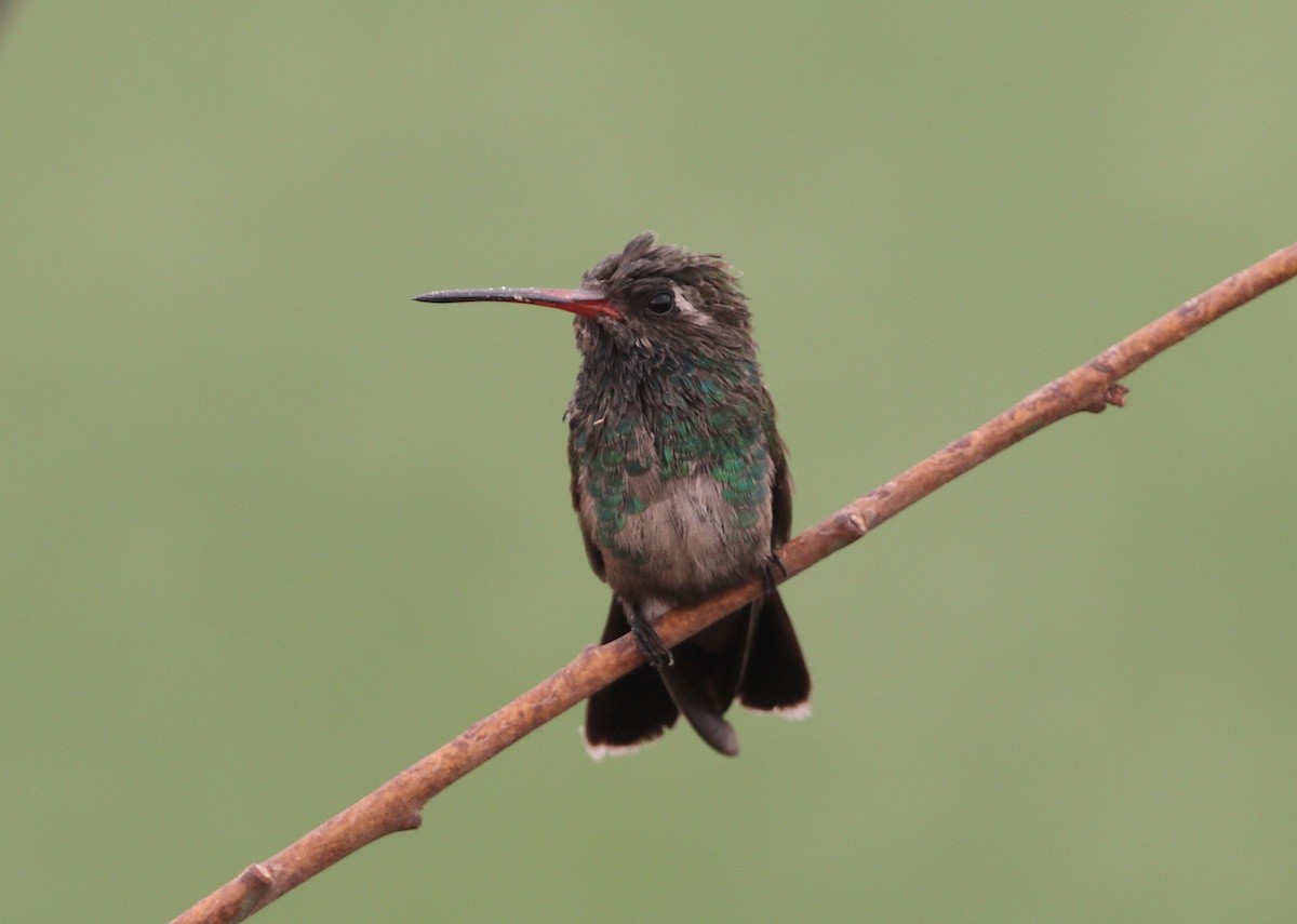 Broad-billed Hummingbird - ML163229951