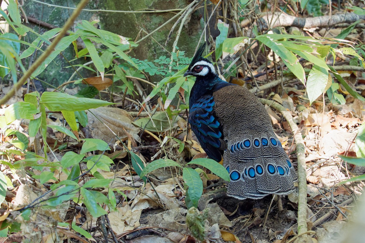 Palawan Peacock-Pheasant - ML163229971