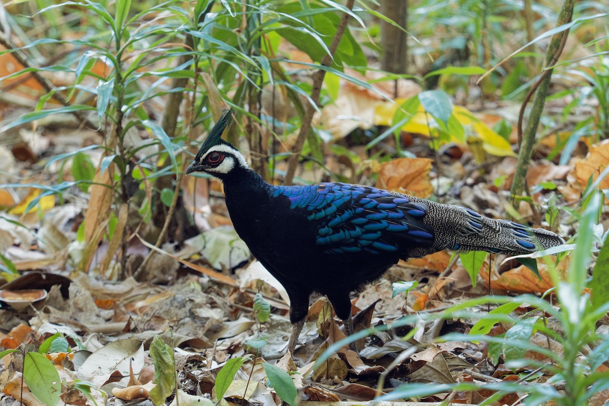 Palawan Peacock-Pheasant - ML163230021