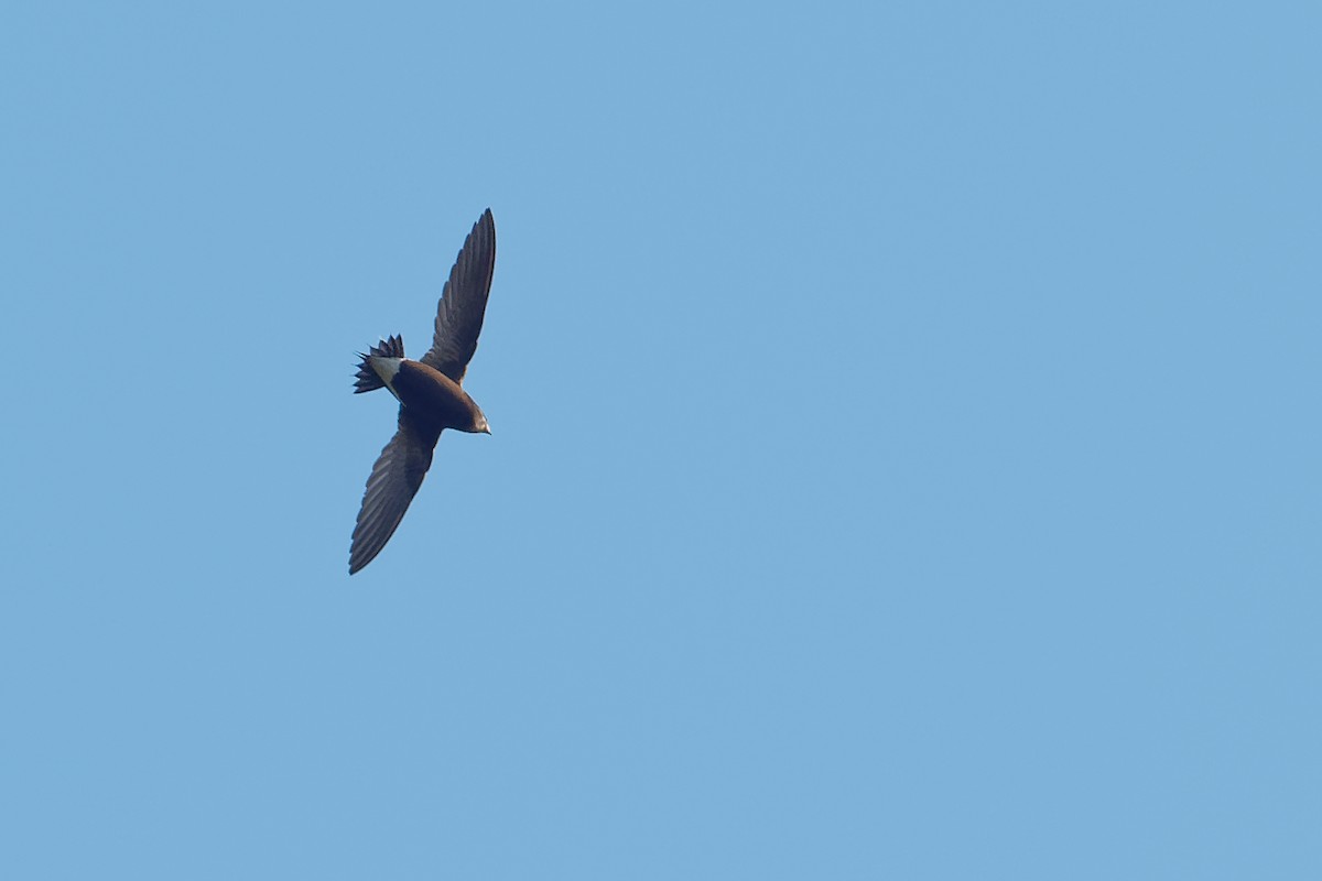 Brown-backed Needletail - Vincent Wang
