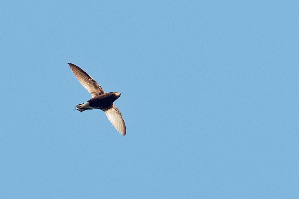 Brown-backed Needletail - ML163230731