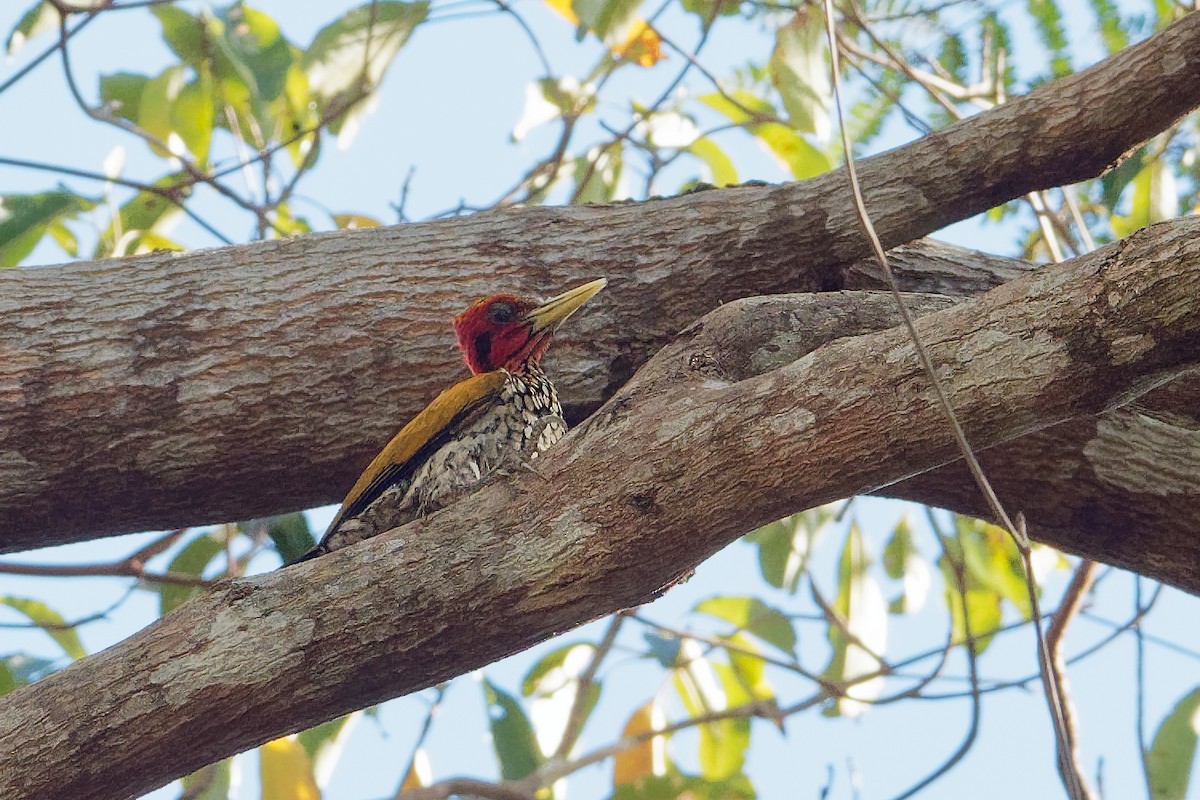 Red-headed Flameback - Vincent Wang