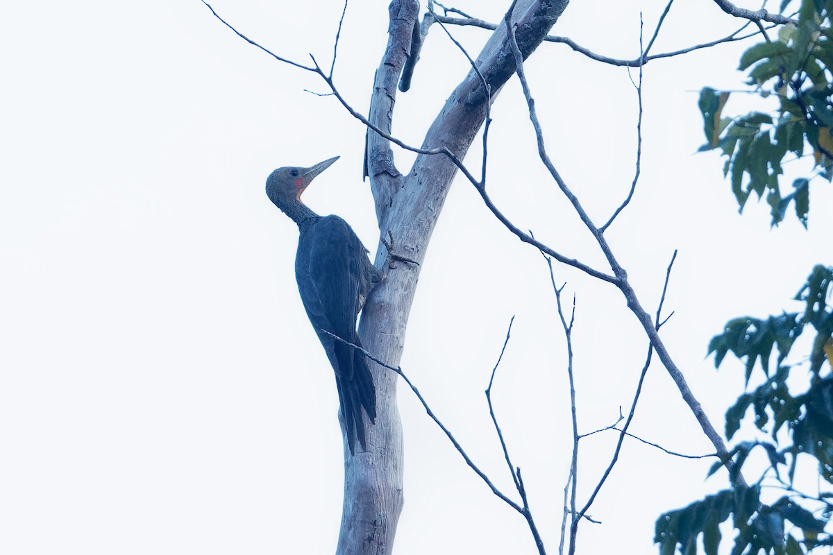 Great Slaty Woodpecker - Vincent Wang