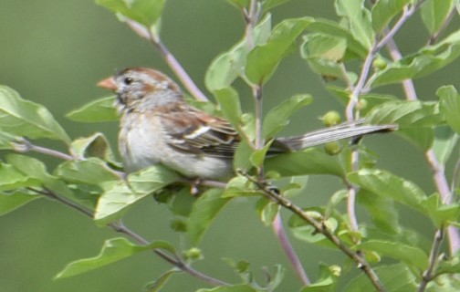 Field Sparrow - Mary Eyman
