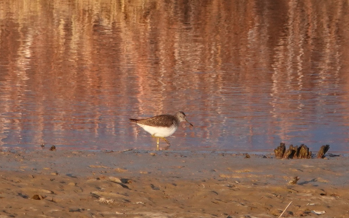 Solitary Sandpiper - Peter Blancher
