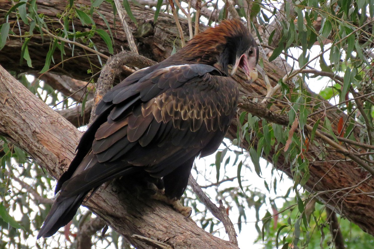 Wedge-tailed Eagle - ML163233241