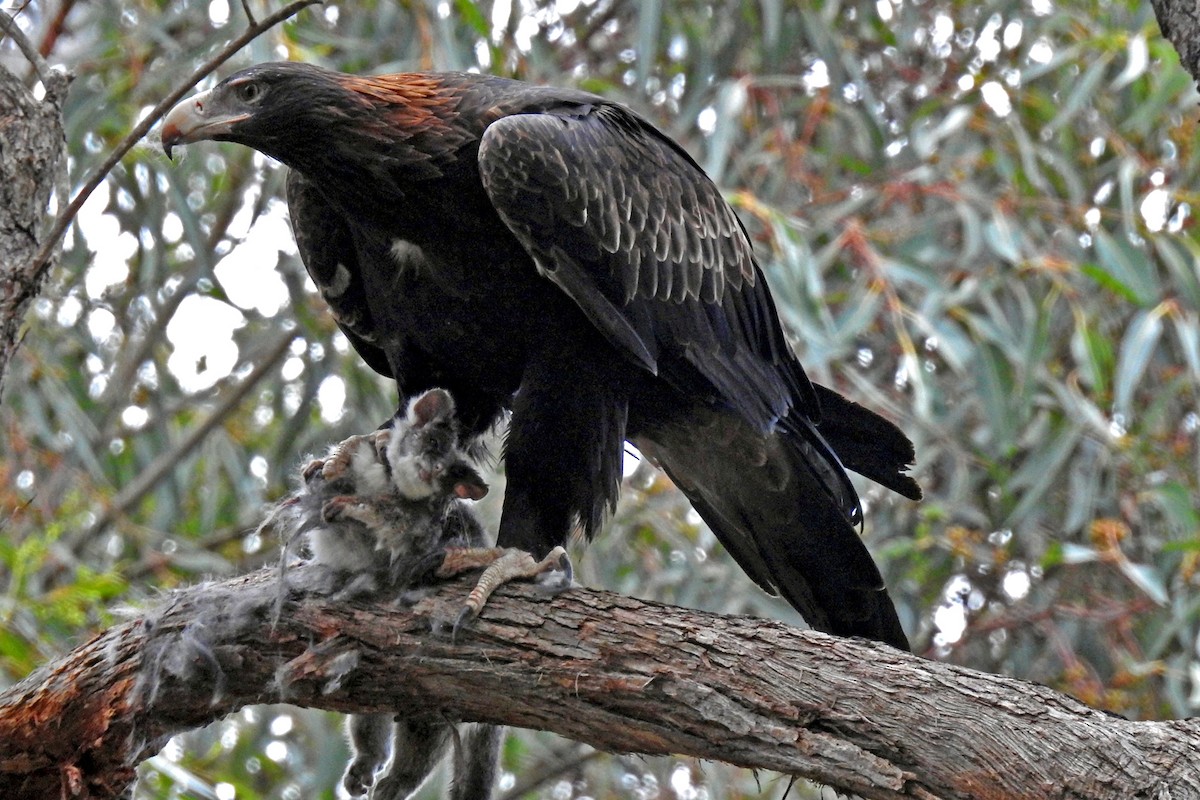 Wedge-tailed Eagle - Deb & Rod R