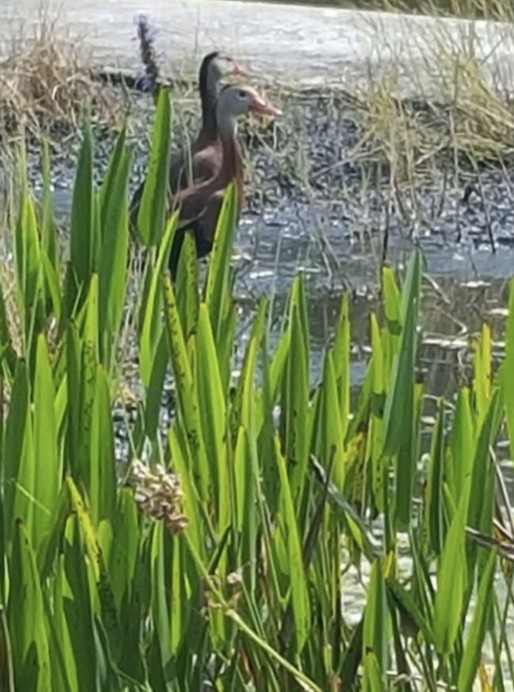 Black-bellied Whistling-Duck - Jessica Anne