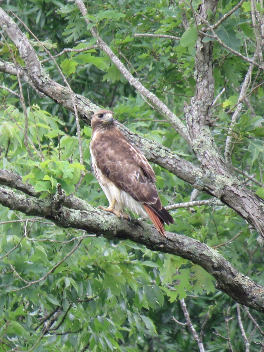 Red-tailed Hawk - ML163239821