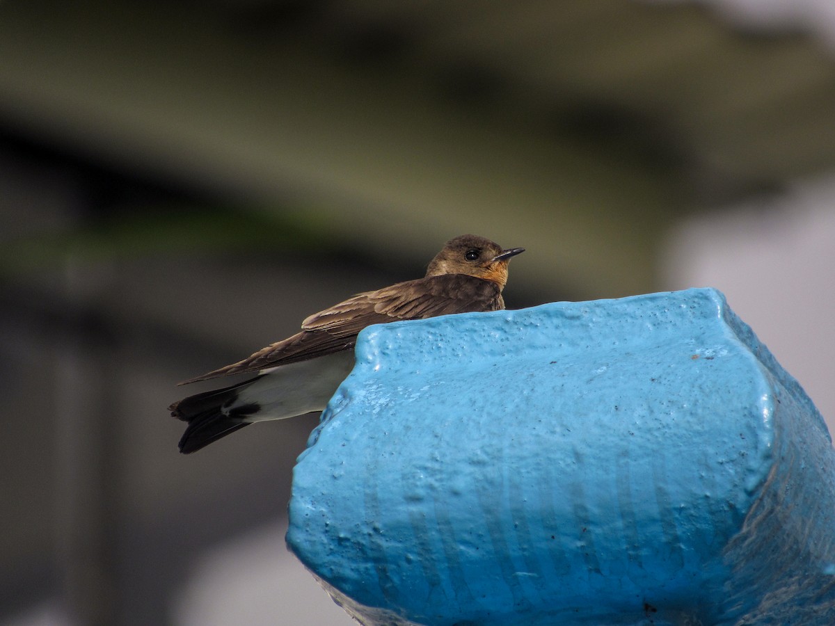 Southern Rough-winged Swallow - ML163241821