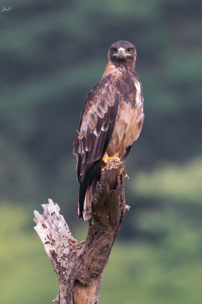 Tawny Eagle - jithesh pai