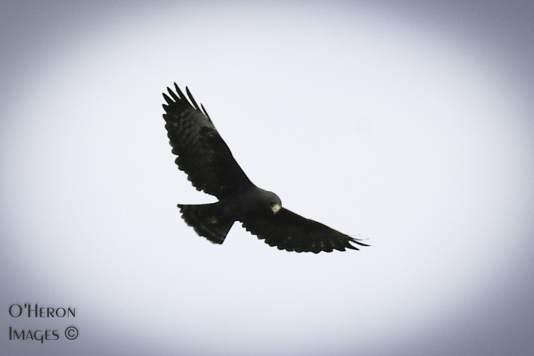 Short-tailed Hawk - Alan OHeron