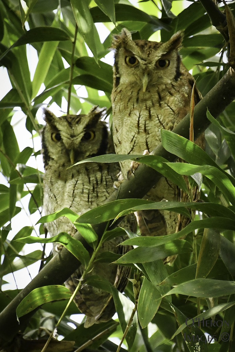 Tropical Screech-Owl - Alan OHeron