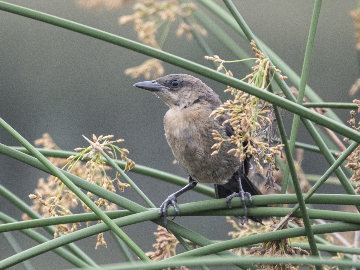 Great-tailed Grackle - ML163248551