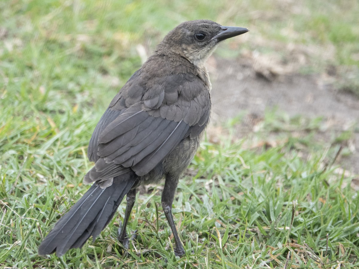 Great-tailed Grackle - ML163248631