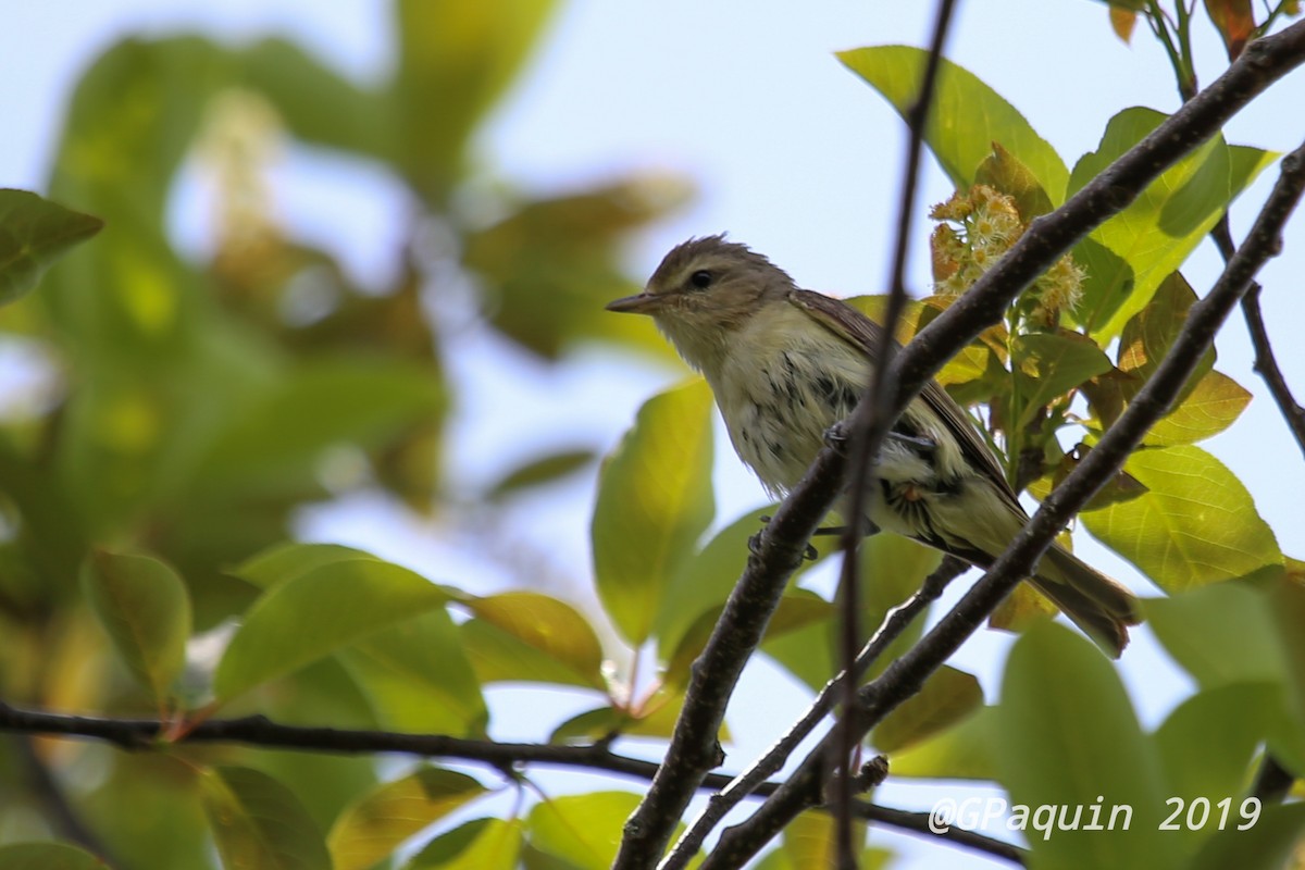 Warbling Vireo - Guy Paquin