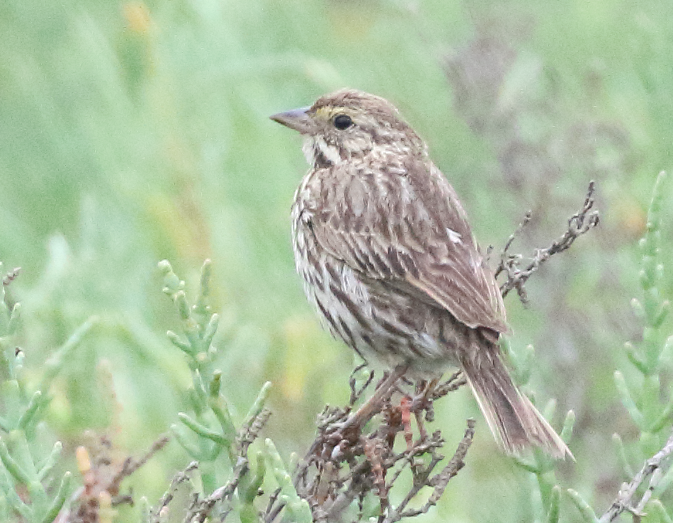 Savannah Sparrow - ML163251471
