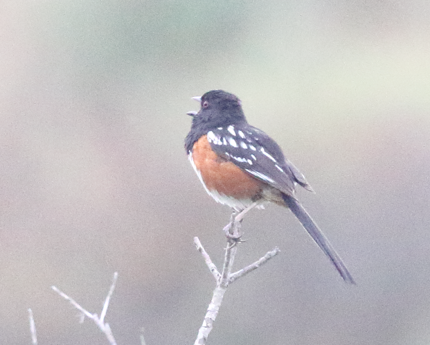 Spotted Towhee - ML163251481