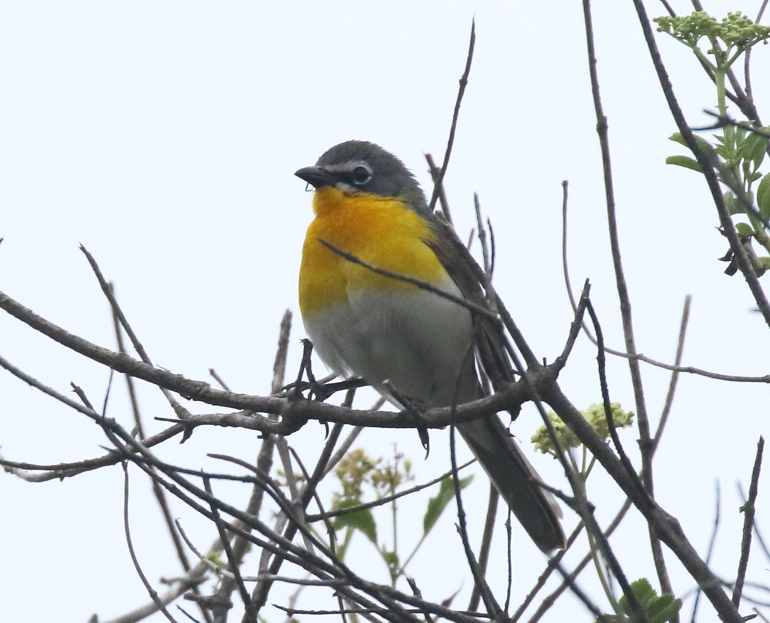 Yellow-breasted Chat - ML163251551