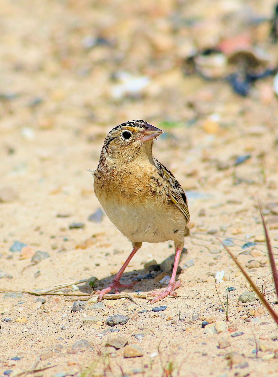 Grasshopper Sparrow - ML163263321
