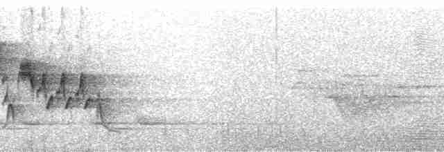 House Wren (Brown-throated) - ML163264