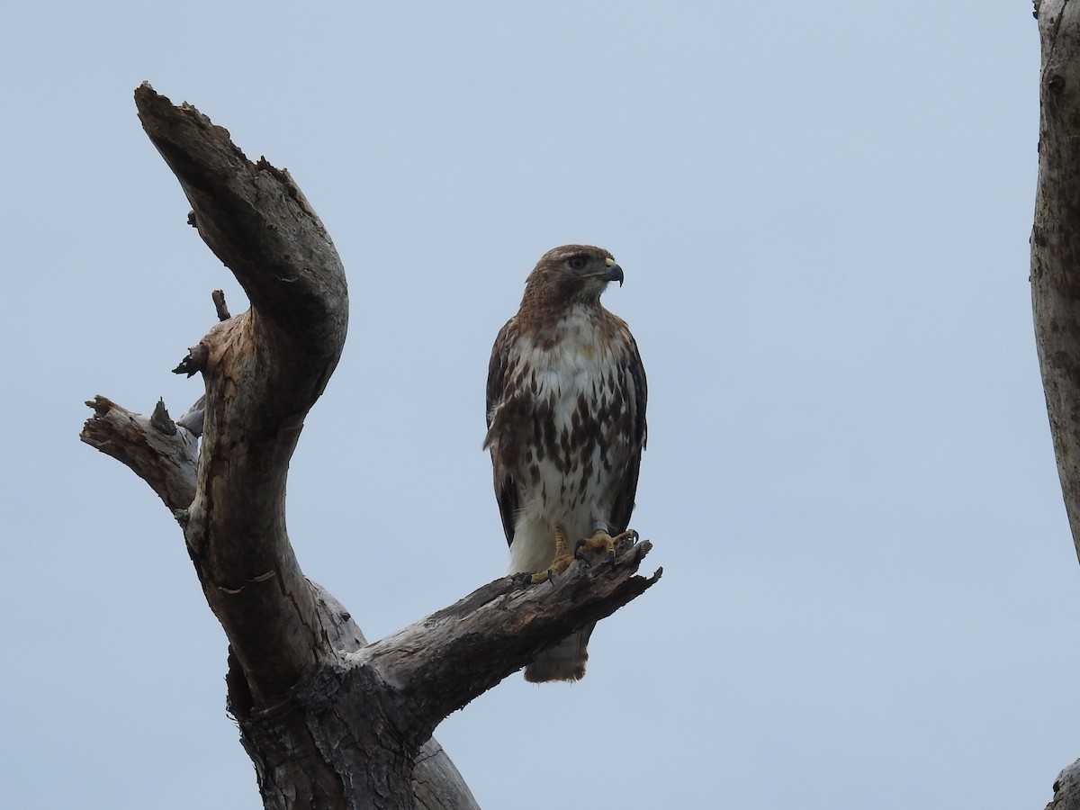 Red-tailed Hawk - ML163265321
